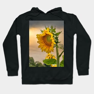 Sunflower at sunrise Hoodie